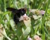 Xylocopa violacea